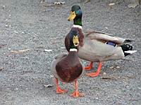 Canard Colvert (Photo F. Mrugala) (2)